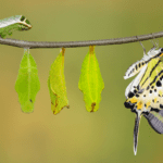 life cycle of a butterfly with caterpillar, three green leaves and a butterfly