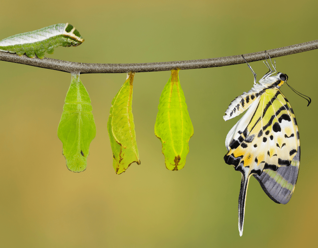 life cycle of a butterfly with caterpillar, three green leaves and a butterfly