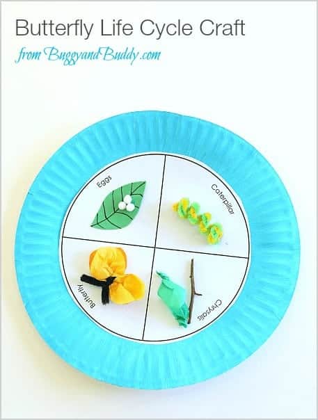 paper plate with butterfly life cycle on it