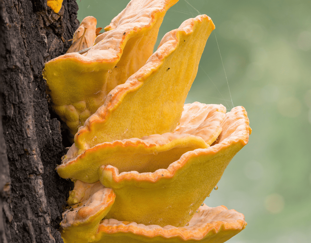 Spanish Nature Lessons for Kids How to Say Mushroom in Spanish
