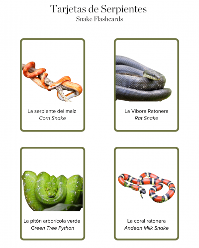 free snake flashcards in Spanish and English
