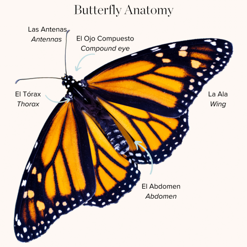 butterfly in Spanish